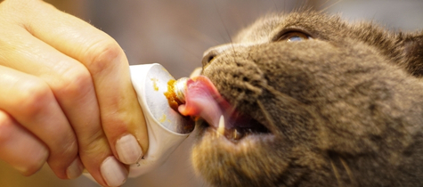 kedi maltı neden kullanılır